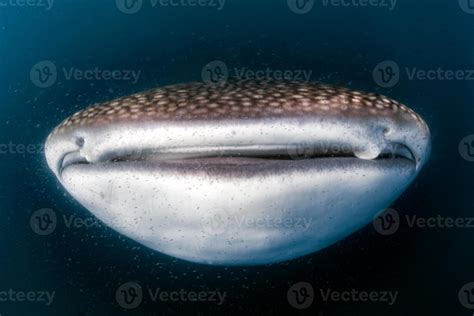Whale Shark open mouth close up portrait underwater 17366100 Stock ...