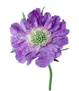 Image result for Violet Color Hex Code