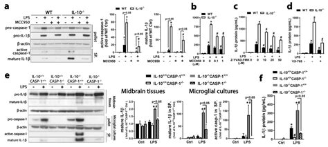 Through Reducing ROS Production, IL-10 Suppresses Caspase-1-Dependent ...