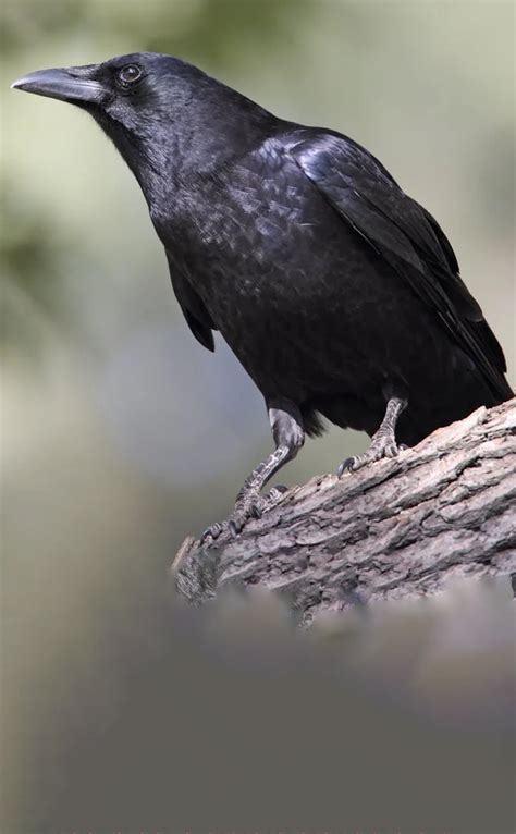 காகம் - சில வியத்தகு தகவல்கள்! | Tamil Web Stories | Visual Stories in ...