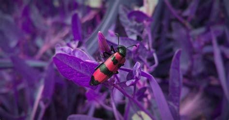 Image result for How to Fix Software Bugs