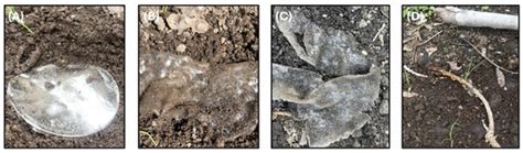 Upcycling Salmon Skin Waste: Sustainable Bio-Sequins and Guanine ...