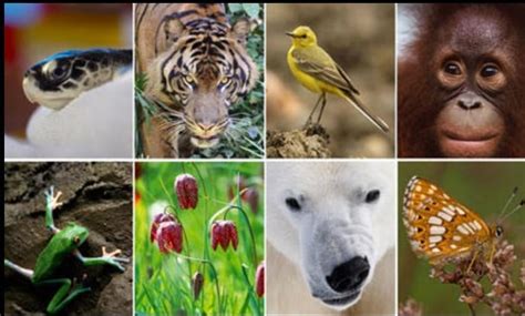 A prepare photo gallery album related to biodiversity in Kolhapur ...