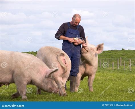 Pigs Farmer stock image. Image of farmer, cutting, cute - 7297057