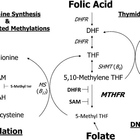 Image result for Different Types of Folate