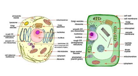 Image result for Types of Solution for Cell Class 9