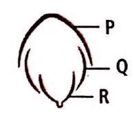 The given figure represents vexillary aestivation. Select the suitable ...