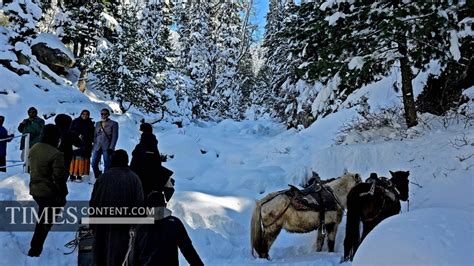 Snow Travel Photo Beautiful view of snow covered trees ...