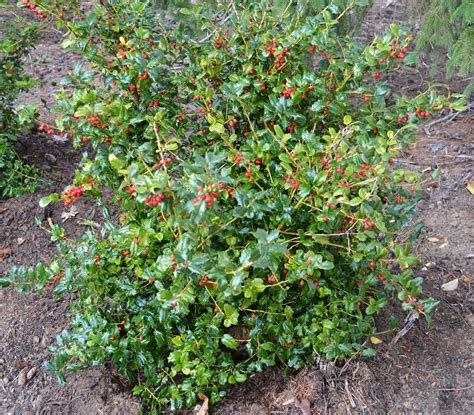 Care Of Holly Bushes Shrubs