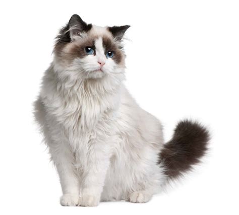 Ragdoll Cat Breed: Everything You Need To Know [2020]