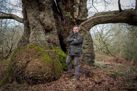 Thousand-year-old oaks seed experimental 'super forest'