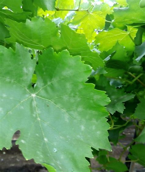 Grapevine Powdery Mildew (Erysiphe necator) – Biological Control ...