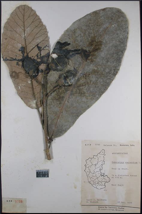 Herbarium JCB