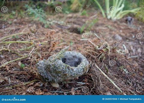 Bird nest on the ground stock photo. Image of nest, wildlife - 265551044