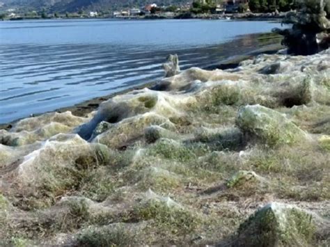 This Town In Greece Is Covered In Giant Spider Webs, Here's Why People ...