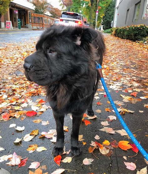 Bear Coat Shar Pei Breeder at Patricia Bartholomew blog