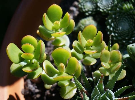 Jade Plant Care & Prosperity Tips – Nature's Magic