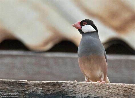 Image result for Elever Des Padda De Java