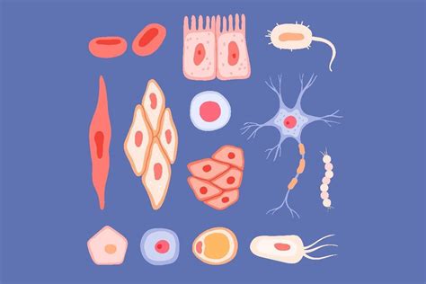 Basic Human Cell Structure 的图像结果