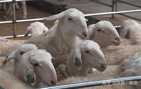 什么是羊群效应 羊群行为的原因_农业知识 - 农业站