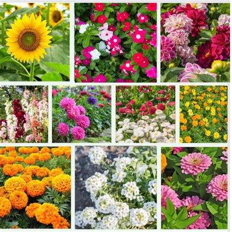 Buy Pollinator Friendly Flower Seeds Kit Online - Organic Bazar