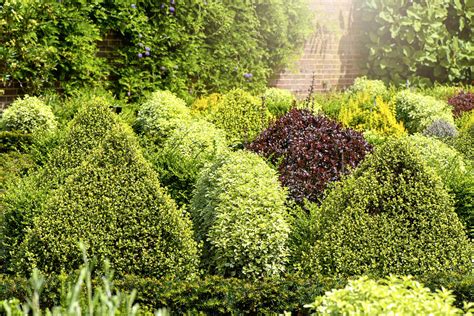 Garden Evergreens Shrubs | Fasci Garden