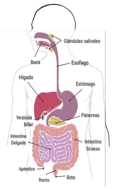 Pin de Angie Nicols en Actividades en 2025 | Sistema digestivo para ...