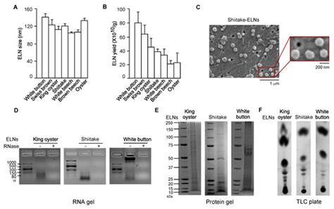 Protective Role of Shiitake Mushroom-Derived Exosome-Like Nanoparticles ...