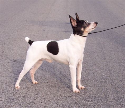 Toy Fox Terrier - Pictures, Information, Temperament, Characteristics ...