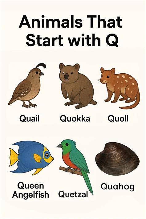 Animals That Start With Q | List & Examples