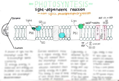 SOLUTION: Photosynthesis light dependent and light independent ...