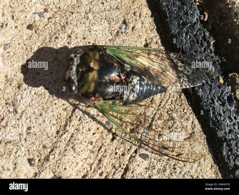 Dog-day Cicadas (Neotibicen) Insecta Stock Photo - Alamy