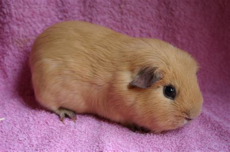 Cute Guinea Pig Quotes. QuotesGram