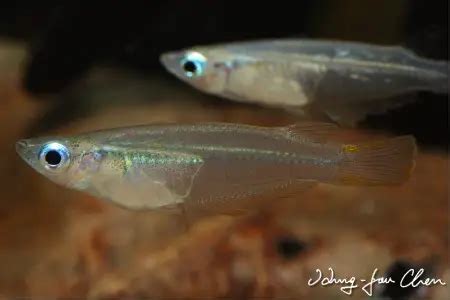 Java Rice Fish 的图像结果