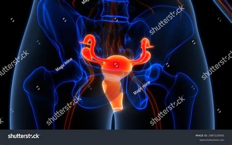 Image result for Female Reproductive System Animation