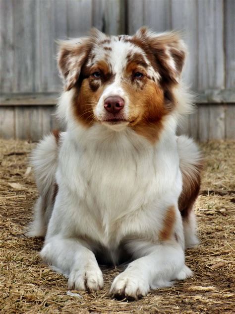 Aussie | Aussie puppies, Red merle australian shepherd, Merle ...