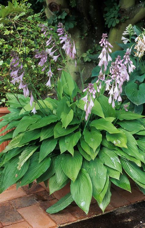 How to grow hostas in pots 🌿 🍯 Elevate your garden with containers
