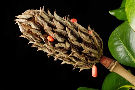 Magnolia grandiflora - Southern magnolia, bull bay, laurel magnolia ...