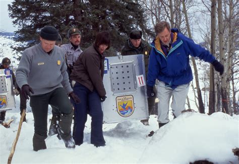 File:Reintroduced wolves being carried to acclimation pens, Yellowstone National Park, January ...