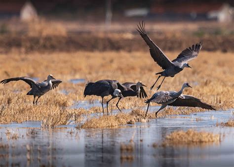 芦苇湿地 群鸟自由栖息_央广网