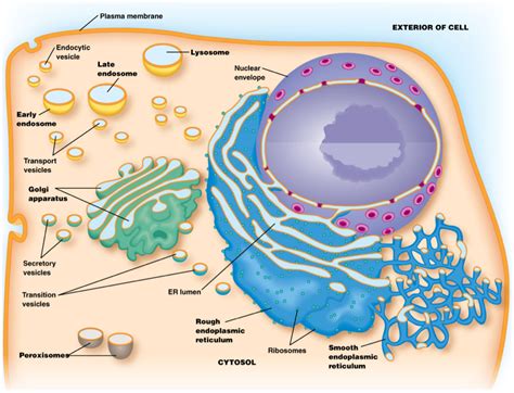 Cell Structure and Function 的图像结果