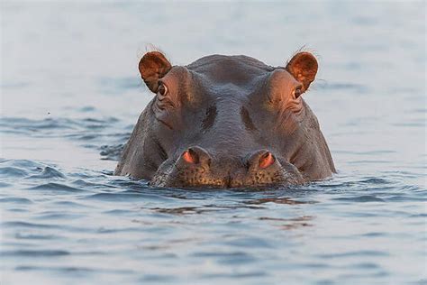 Image result for Hippo vs Python