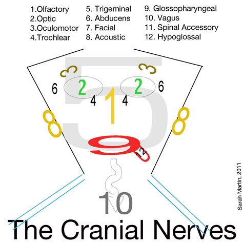 Cranial Nerves Face Mnemonic