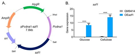 Overexpression of the Transcription Factor Azf1 Reveals Novel ...