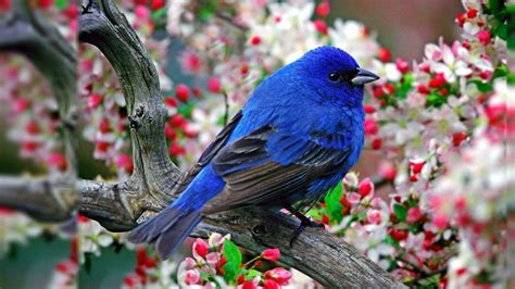 Desktop Wallpaper Of Birds