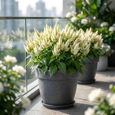 Celosia Celway White Flower Seeds (100 Seeds) High Germination, Easy T ...