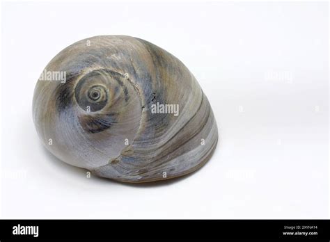 Image result for Pull Shell Off Snail
