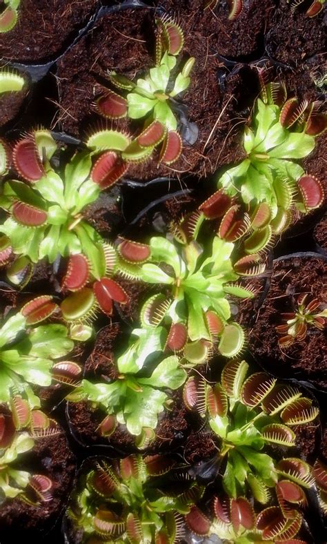 PITCHER PLANT FARM (Malaybalay City, Mindanao) - Lodge Reviews & Photos ...