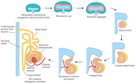 Metanephric Kidney