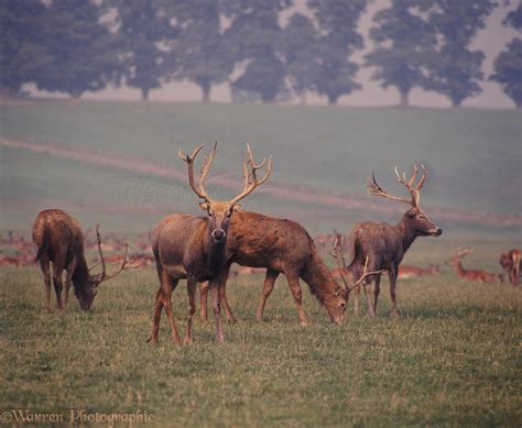 Pere David's Deer photo WP04755